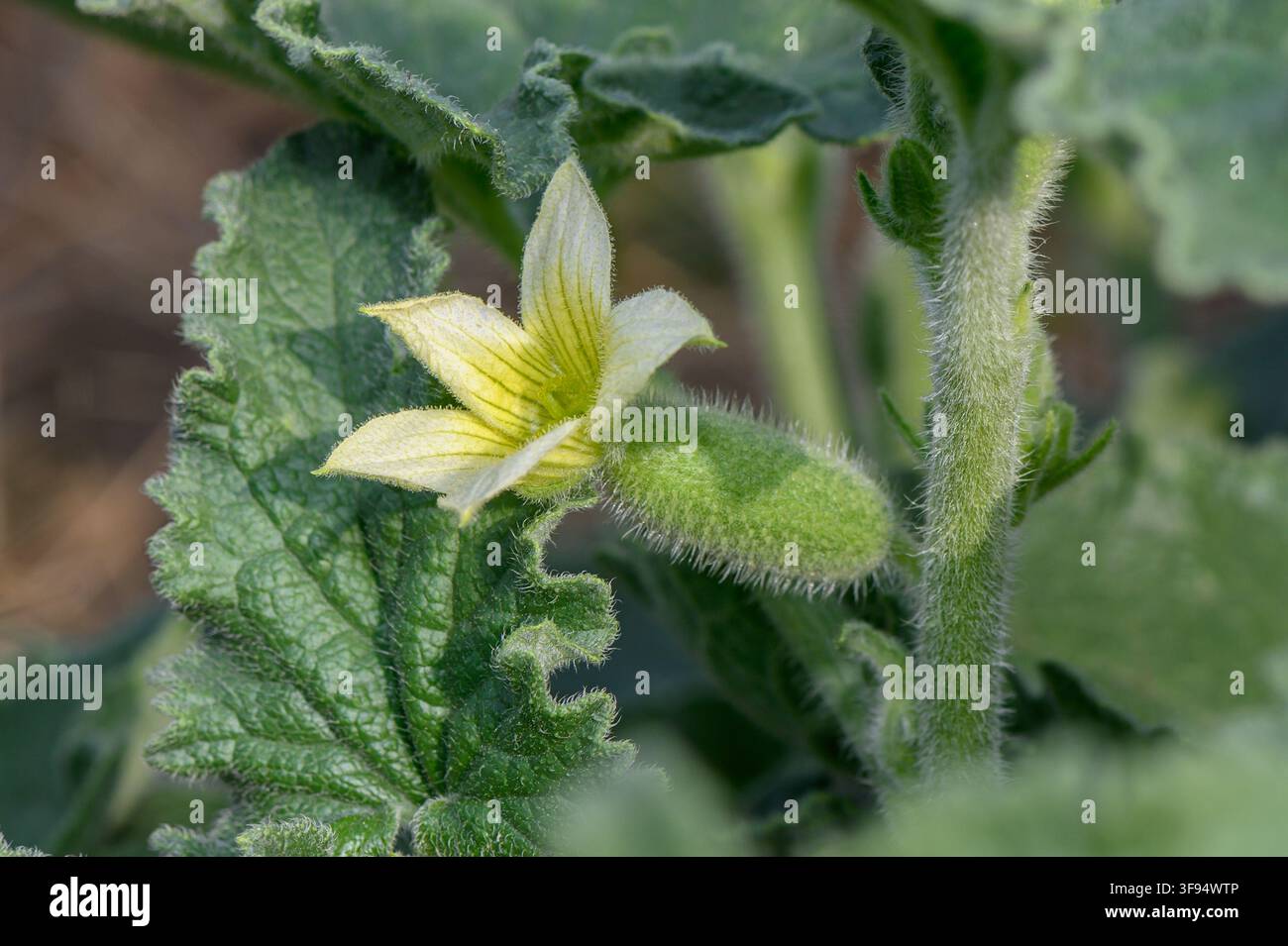 Eine detaillierte Makrofotografie, die sich auf eine blassgelbe, sternförmige Blüte konzentriert, die an einer flauschigen, haarbedeckten sich entwickelnden Frucht befestigt ist, die neben einem Thi steht Stockfoto