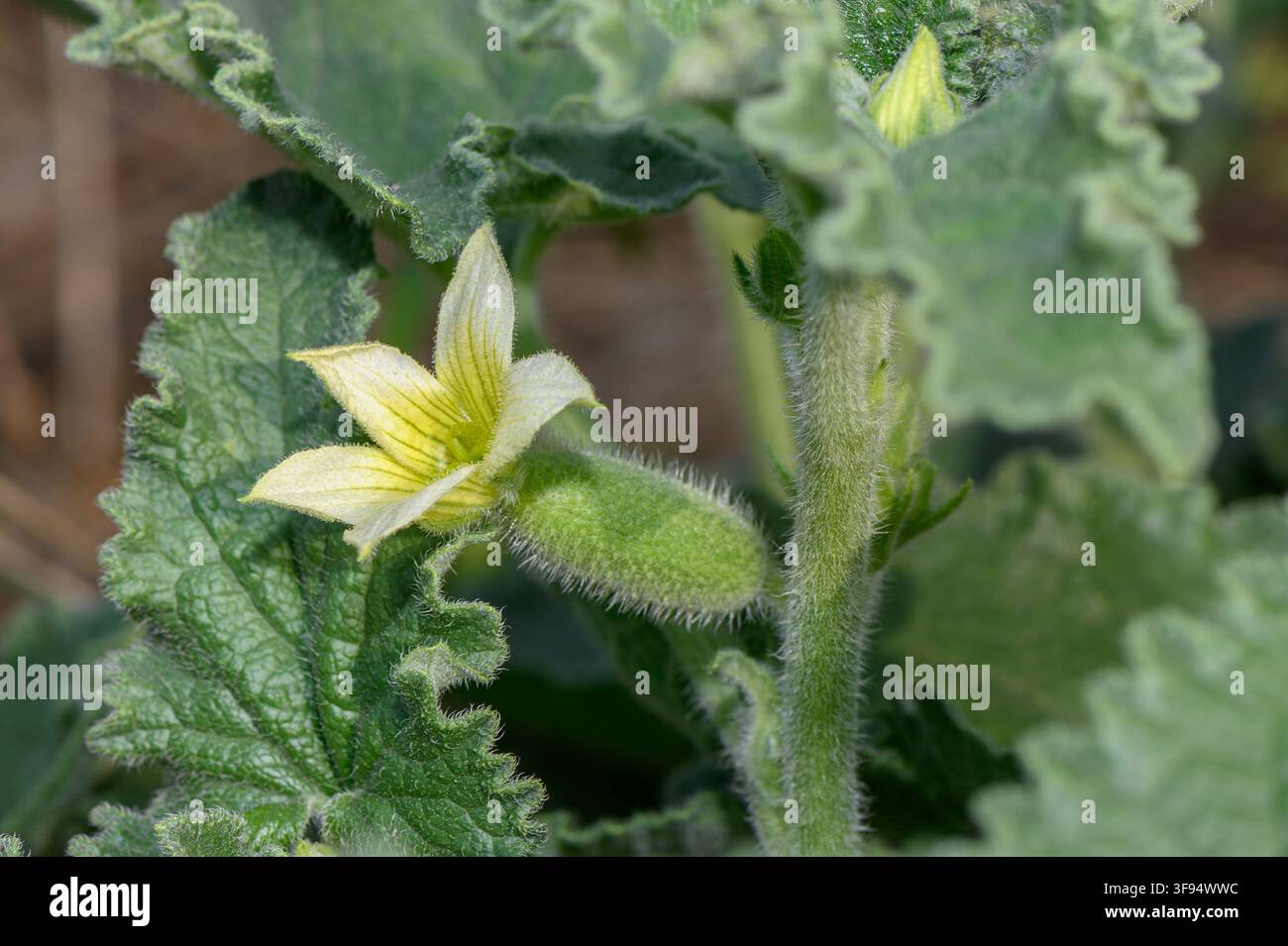 Eine detaillierte Makrofotografie, die eine blassgelbe sternförmige Blume zeigt, die an einer kleinen, stacheligen, haarbekleideten sich entwickelnden Frucht befestigt ist, vor dem Hintergrund von dickem, t Stockfoto