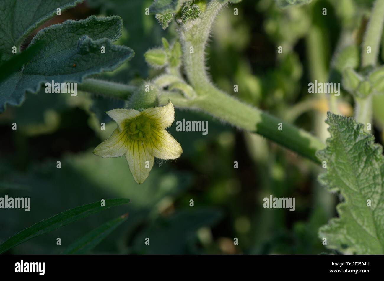 Eine Nahaufnahme-Horizontalaufnahme einer zarten blassgelben sternförmigen Blume, die an einem dicken, flauschigen, haarbedeckten grünen Stängel wächst, umgeben von Textur Stockfoto