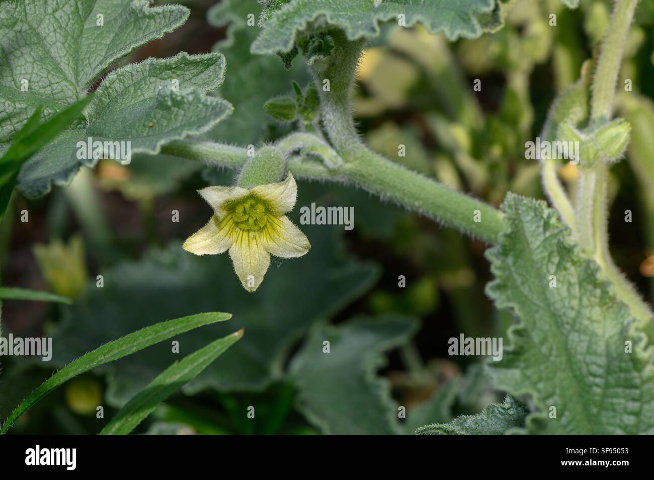 Eine detaillierte horizontale Makrofotografie, die eine kleine, blassgelbe sternförmige Blüte auf einem dicken, haarbewachsenen grünen Stängel hervorhebt, umgeben von b Stockfoto