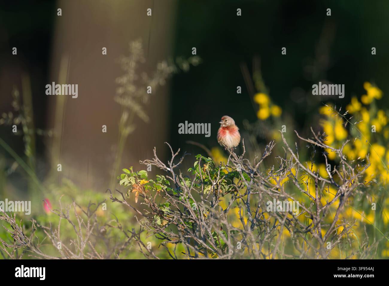 Haubenlerche (Linaria cannabina) sitzt auf einem dünnen Ast mit gelben Blüten im Hintergrund Stockfoto