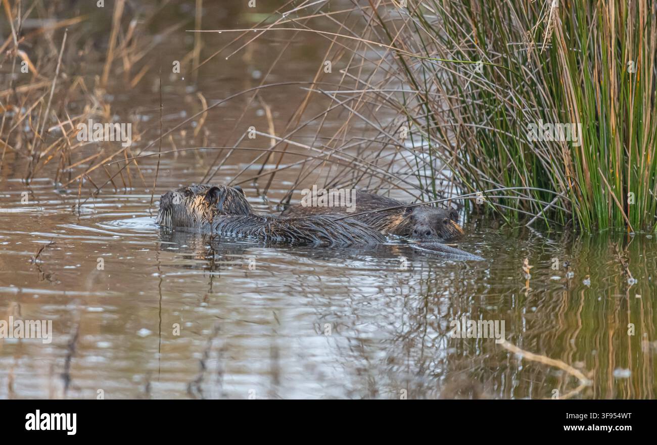 Eine Nutria (auch bekannt als Sumpfnerz oder Biberratte) in der Camargue Stockfoto