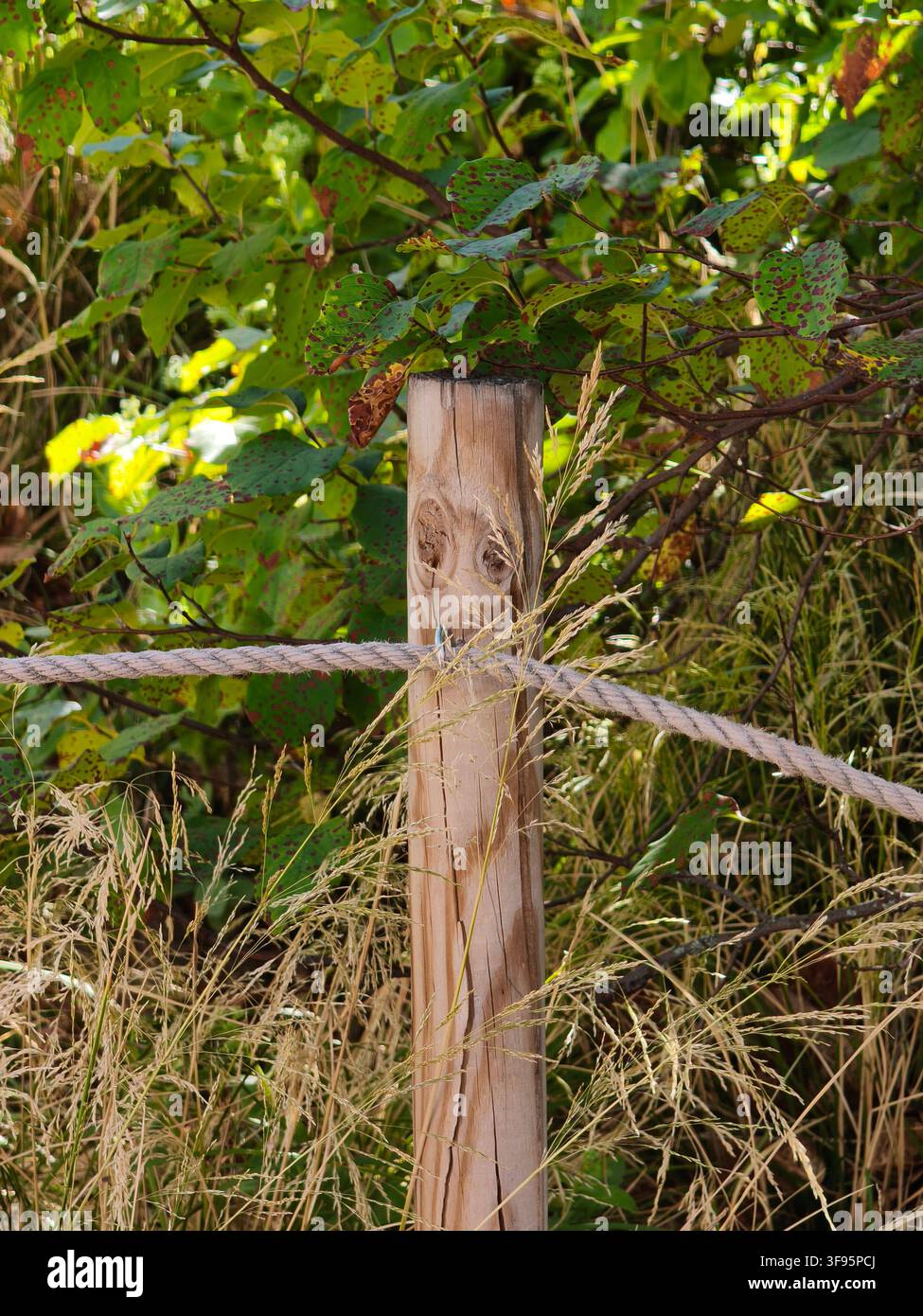 Detaillierte Ansicht eines rustikalen Holzpfosten mit einem Seilweg-Hindernis in einem grünen Park - Smartphone-aufgenommenes Stockfoto