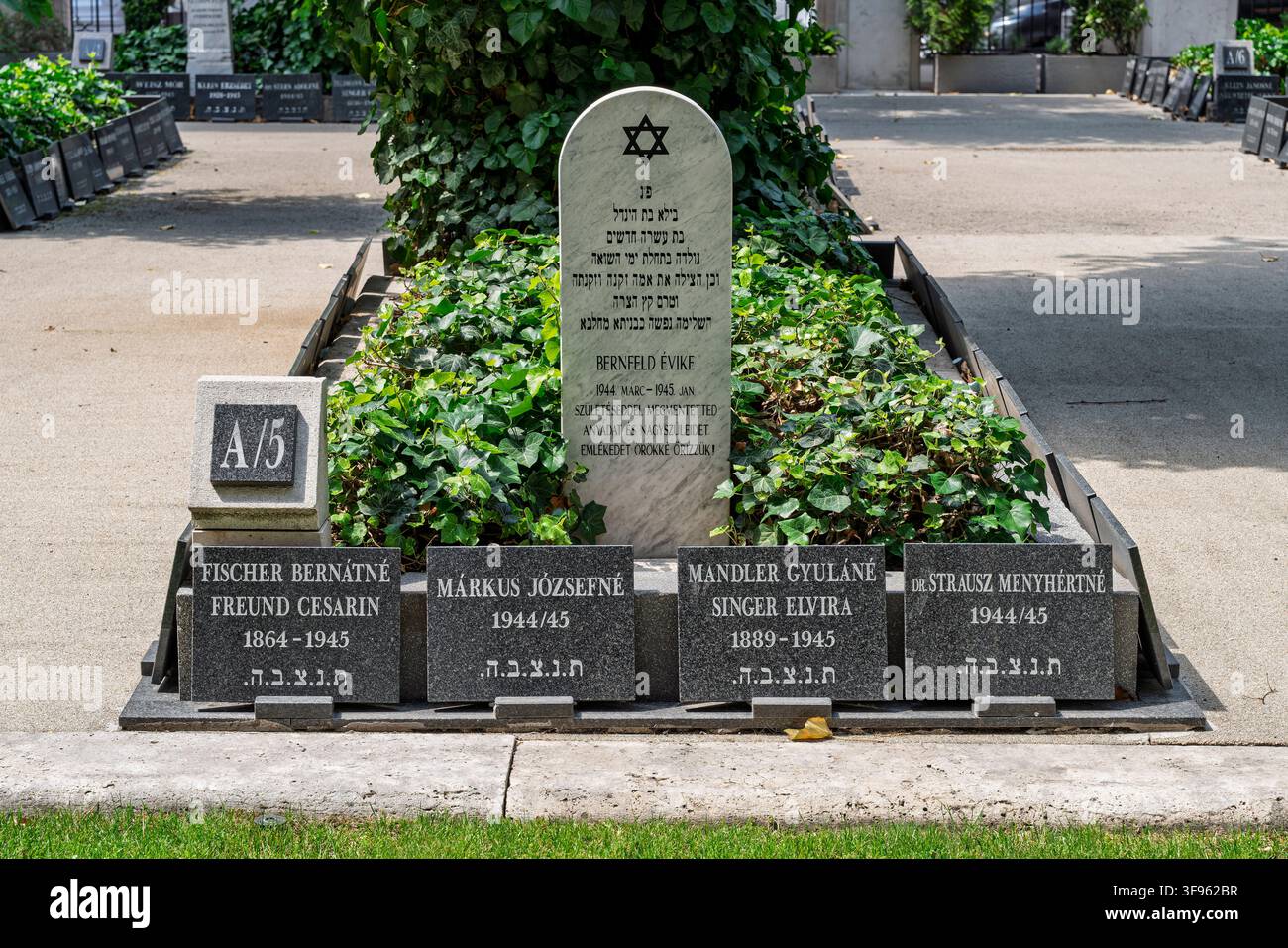Benannte Grabsteine stehen um ein mit Efeu bedecktes Grabgelände auf dem Friedhof neben der Dohany-Straße-Synagoge, mit hebräischer und lateinischer Schrift, ein Stern von D Stockfoto