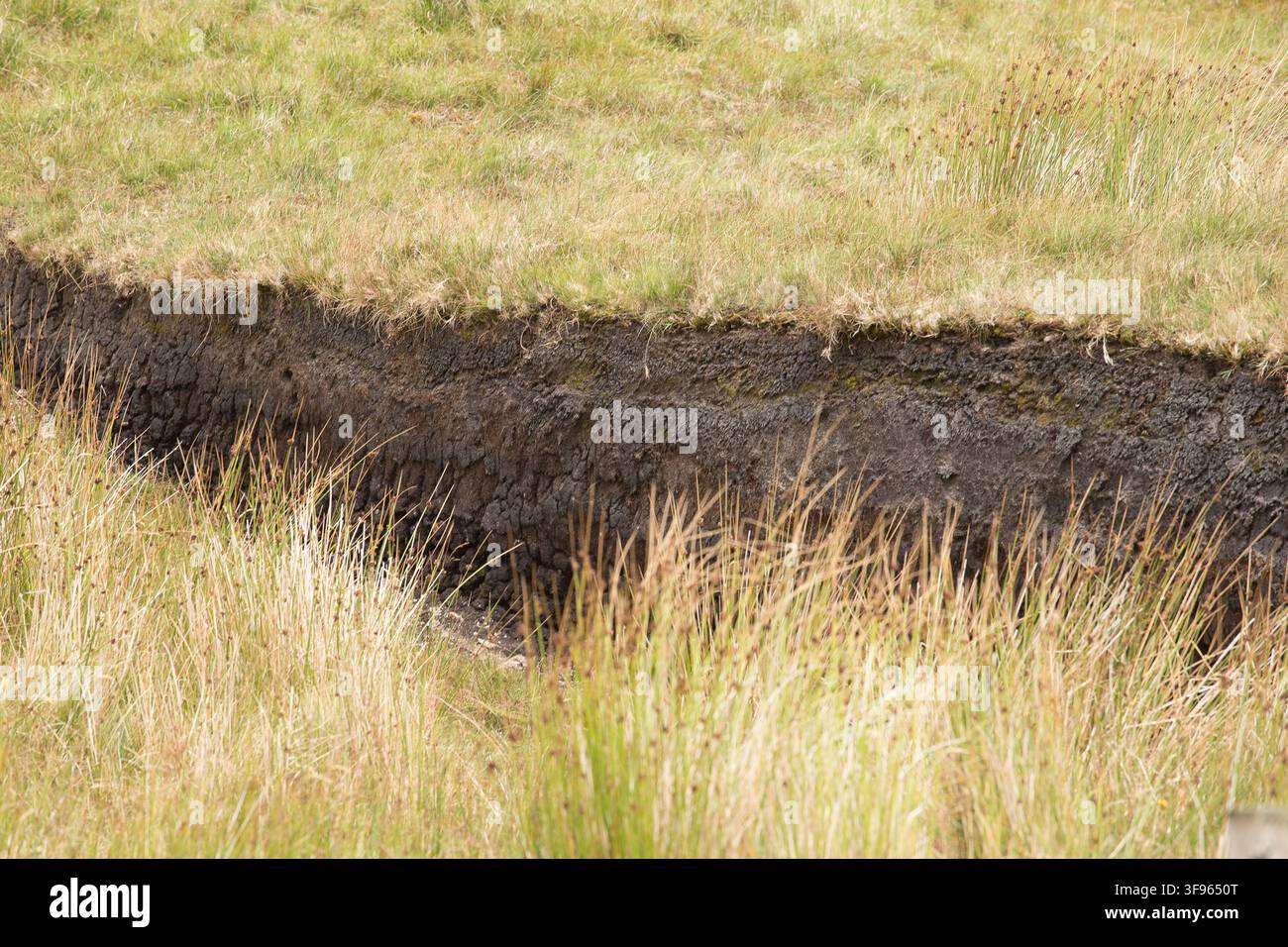 Torfmoor-Sumpf Cahernacaha County Cork Eire Irland Stockfoto