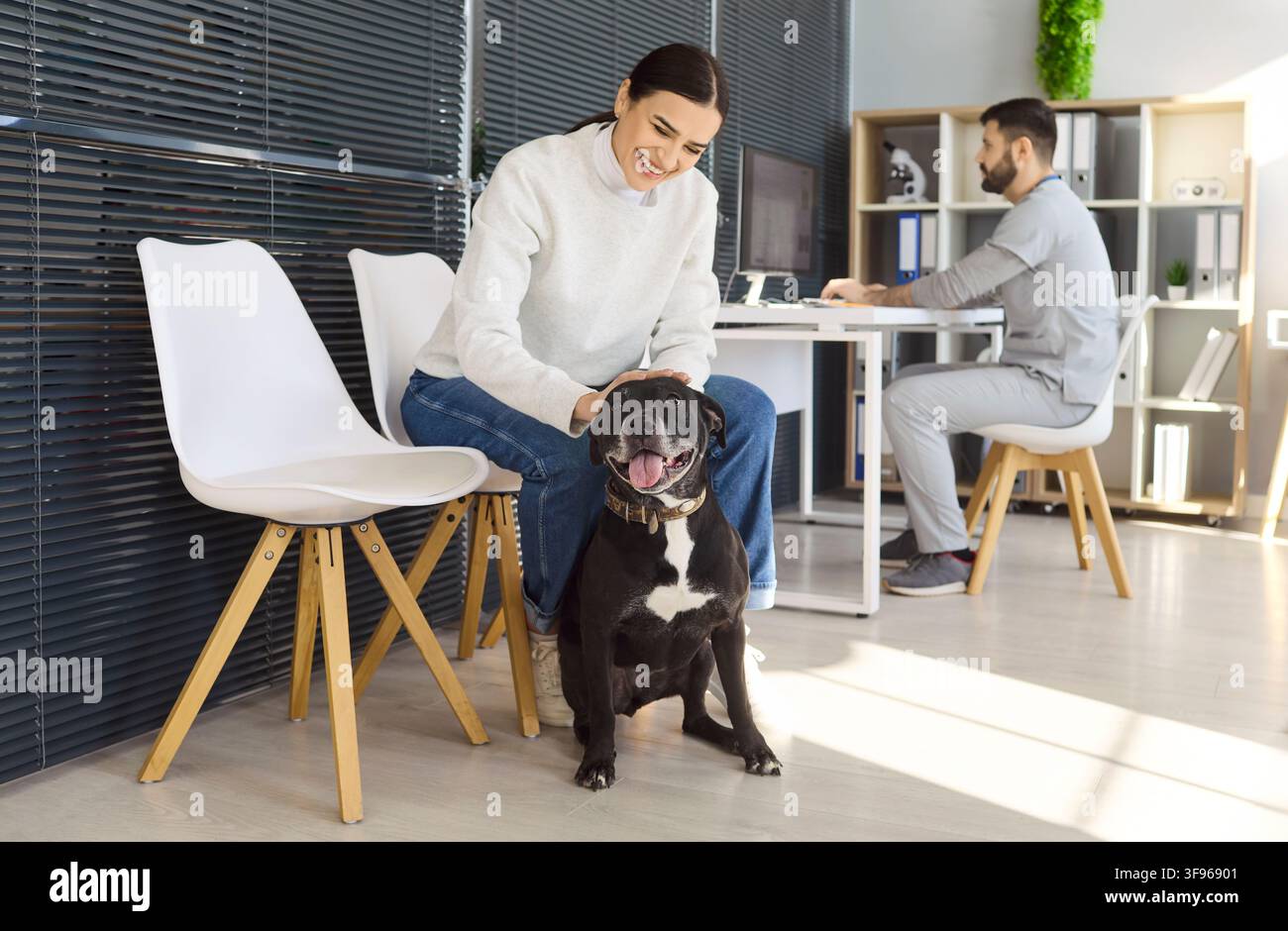 Hundetierbesitzerin wartet in der Tierarztpraxis, während der männliche Tierarzt am Schreibtisch arbeitet Stockfoto