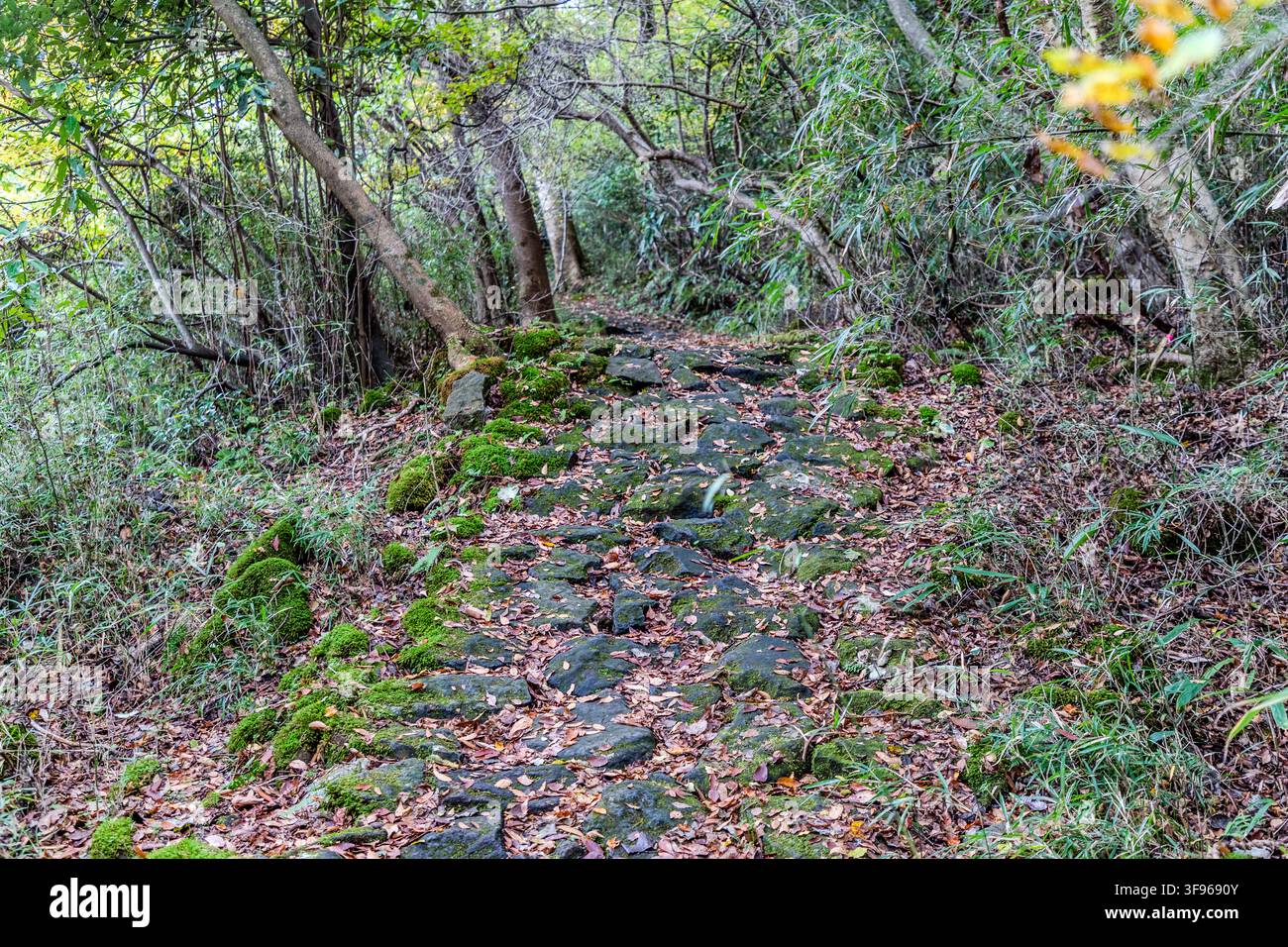 Ein moosbewachsenes Steinpflaster der historischen Tōkaidō-Straße windet sich durch den Wald nahe Hakone, Präfektur Kanagawa, Japan. Das Shogunat ließ die Route 1680 mit Stein pflastern, um zu verhindern, dass sie im feuchten Bergklima zu einem schlammigen Pfad wird. Stockfoto