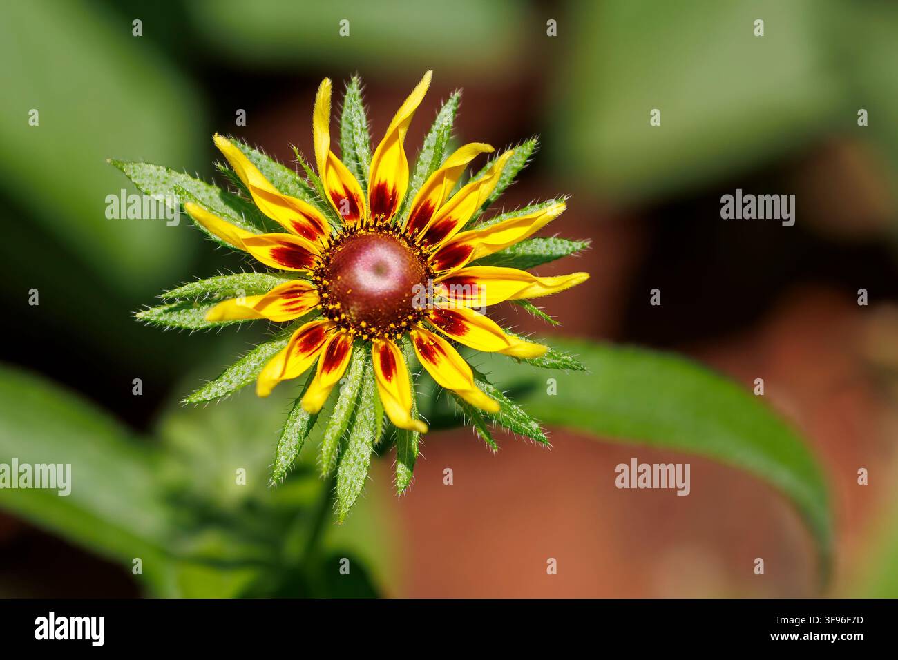 Black-eyed Susan in Oklahoma Stockfoto