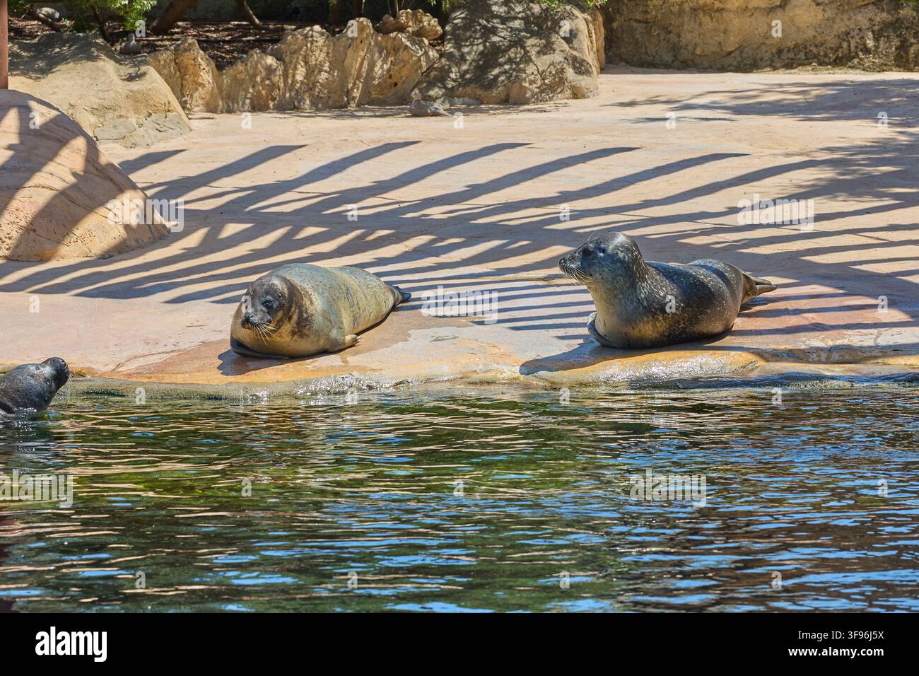 Seehunde ruhen an einem felsigen Ufer neben klarem Wasser. Stockfoto