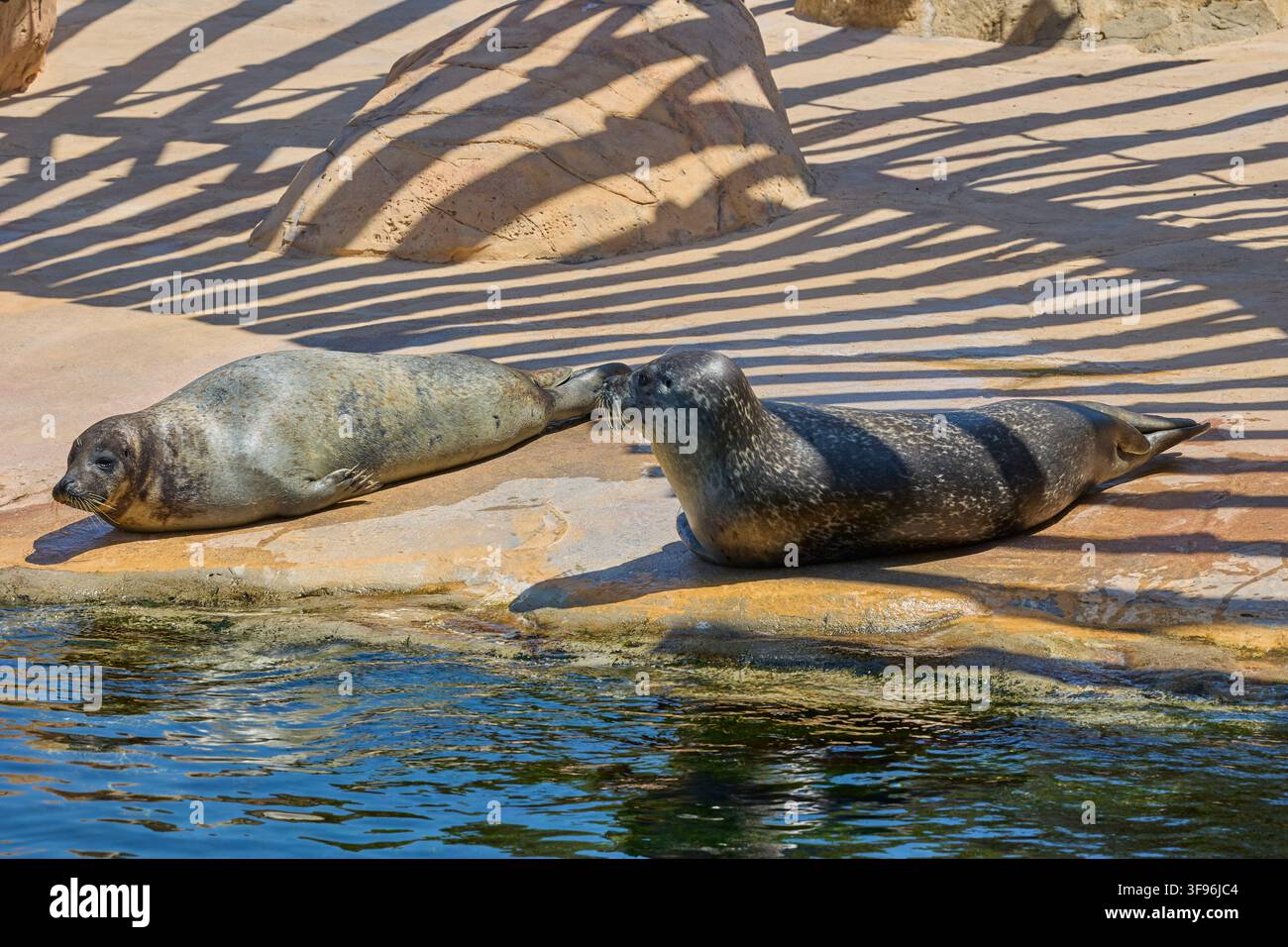 Seehunde ruhen an einem felsigen Ufer neben klarem Wasser. Stockfoto