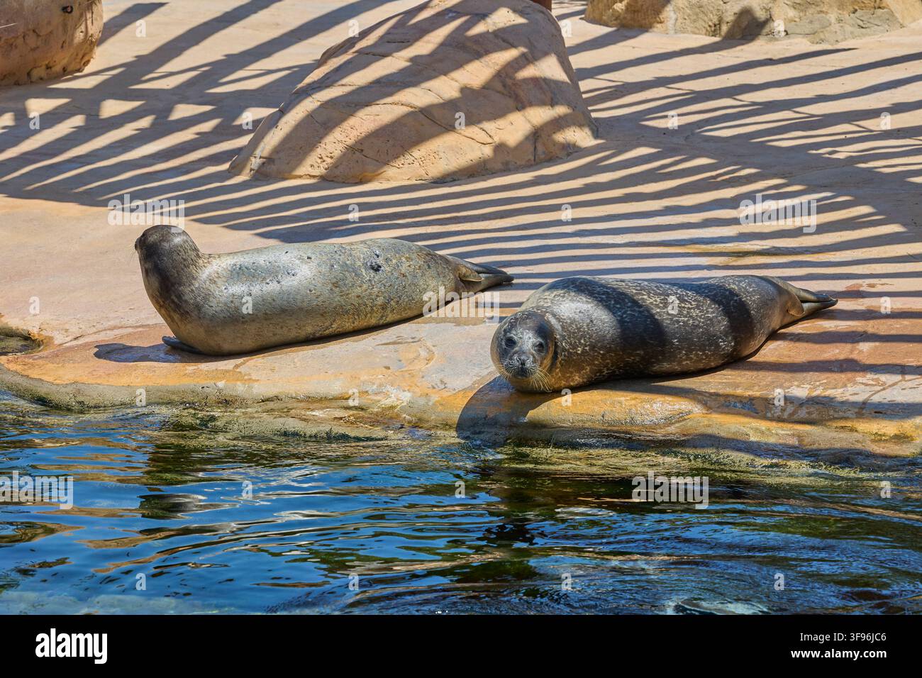 Seehunde ruhen an einem felsigen Ufer neben klarem Wasser. Stockfoto