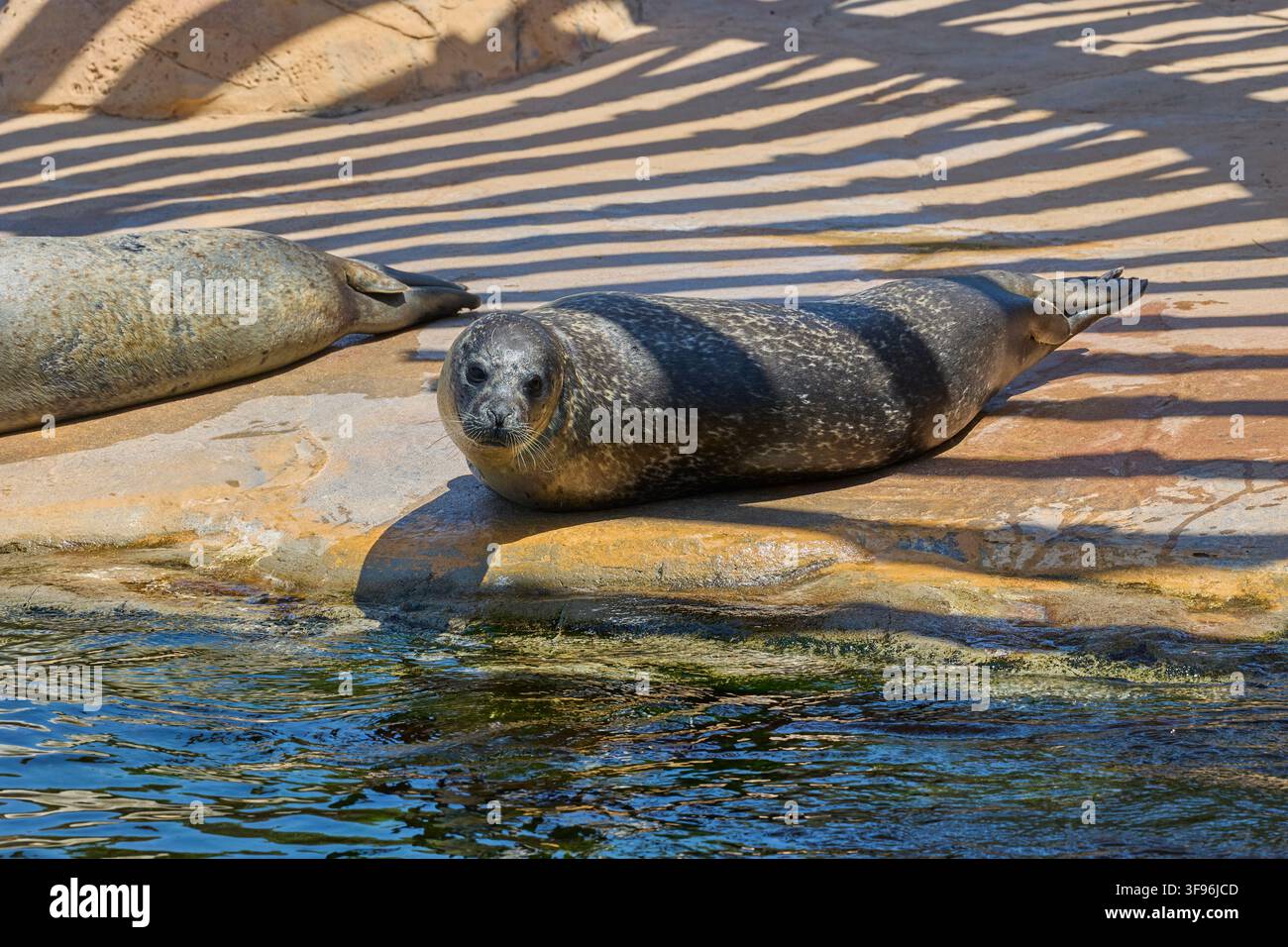 Seehunde ruhen an einem felsigen Ufer neben klarem Wasser. Stockfoto