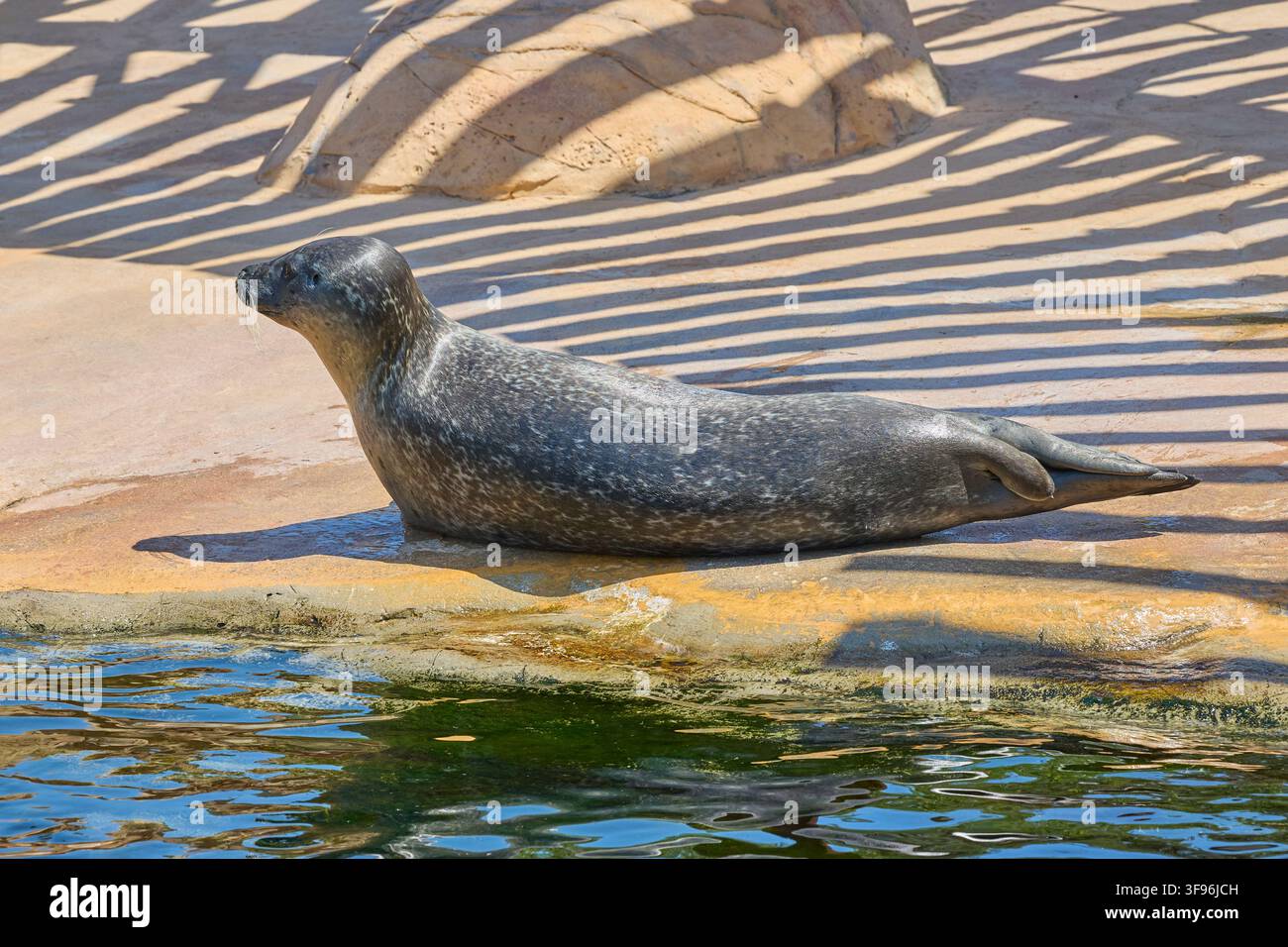 Seehund ruht an einem sonnigen Felsenufer neben dem Wasser. Stockfoto