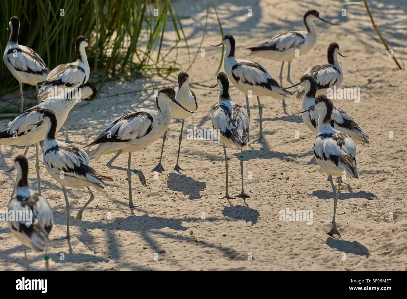 Scharwänzlchen versammelt sich auf sandigem Ufer nahe Feuchtgebietvegetation. Stockfoto
