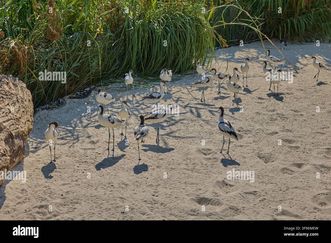 Scharwänzlchen versammelt sich auf sandigem Ufer nahe Feuchtgebietvegetation. Stockfoto