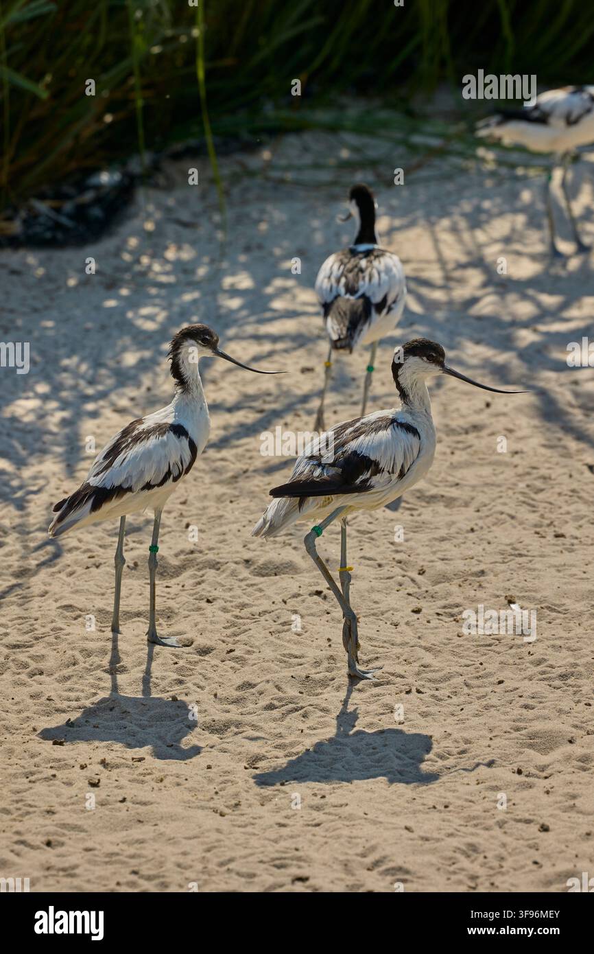 Scharwänzlchen versammelt sich auf sandigem Ufer nahe Feuchtgebietvegetation. Stockfoto