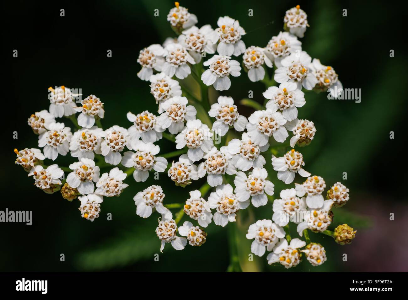 Nahaufnahme von weißen Achillea millefolium - gemeine Schafgarbenblüten, die in Polen blühen Stockfoto