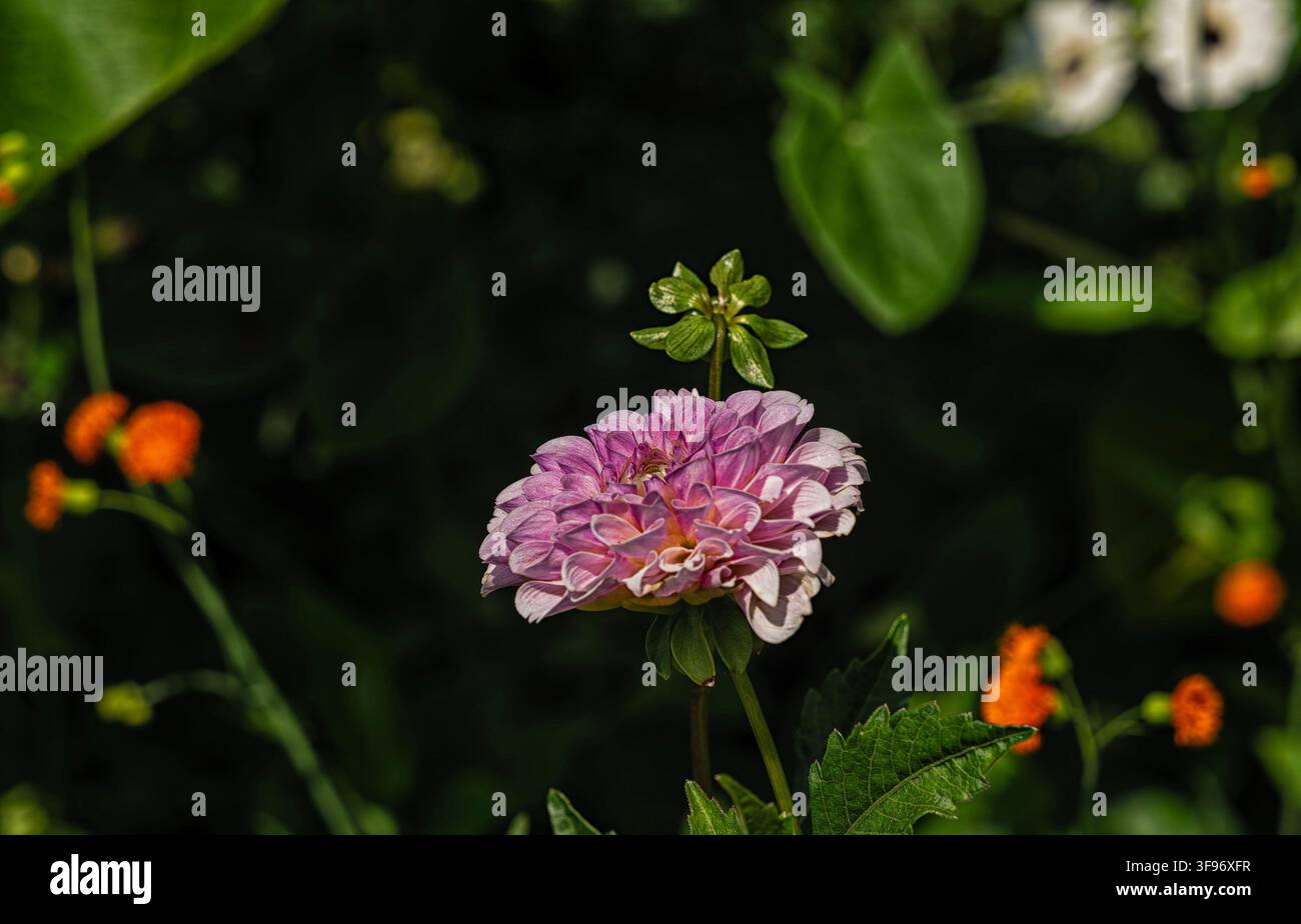 Eine rosa dekorative Dahlienblüte in voller Blüte Stockfoto