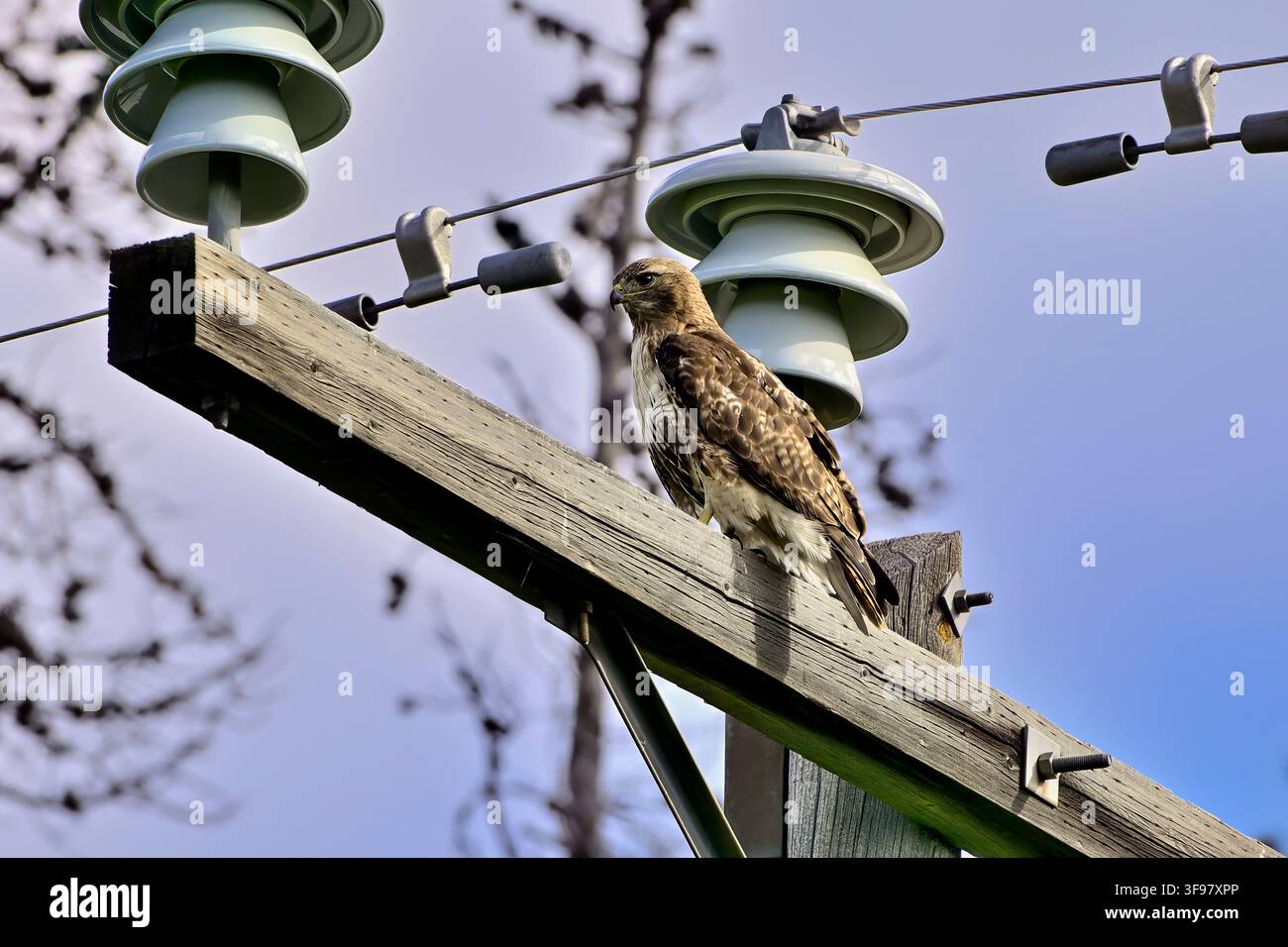 Ein Rotschwanzbussard, "Buteo jamaicensis", der auf einem Strommast sitzt und versucht, von seinem hohen Sitz aus ein Beutetier zu entdecken Stockfoto