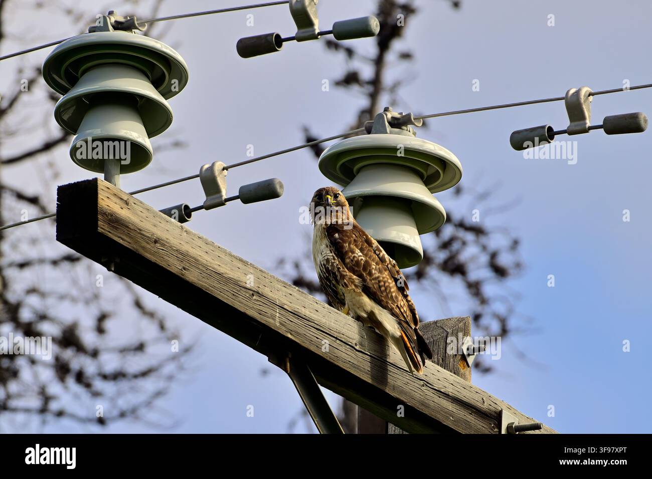 Ein Rotschwanzbussard, "Buteo jamaicensis", sitzt auf einem Strommast und versucht, von seinem hohen Aussichtspunkt aus ein Beutetier zu entdecken Stockfoto