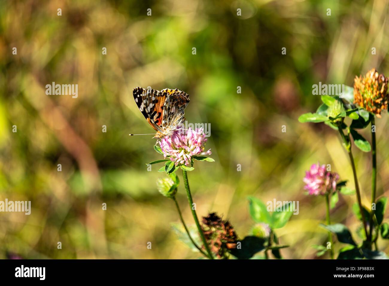Falter mit Flügeln der Gattung Fritillaria, der an einer rosa Klee-Blüte in einer sonnendurchfluteten Wiese mit weicher Vegetation im Hintergrund nährt. Stockfoto
