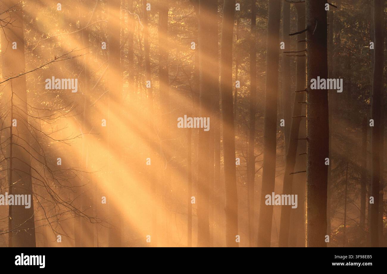 Neblig, Bayerischer Wald, Spätherbst. Buchen (Fagus Sylvatica) und Fichten (Picea Abies) Stockfoto
