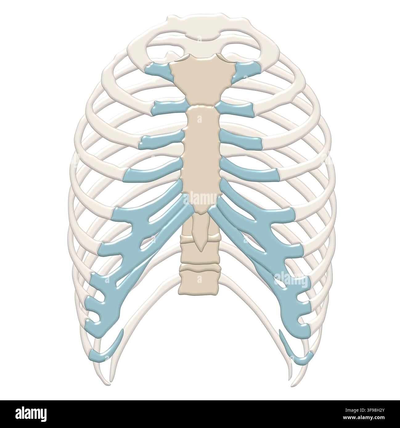 Illustration des menschlichen Brustkorbs. Eine beschriftete Version dieses Bildes finden Sie unter F047/3224. Stockfoto