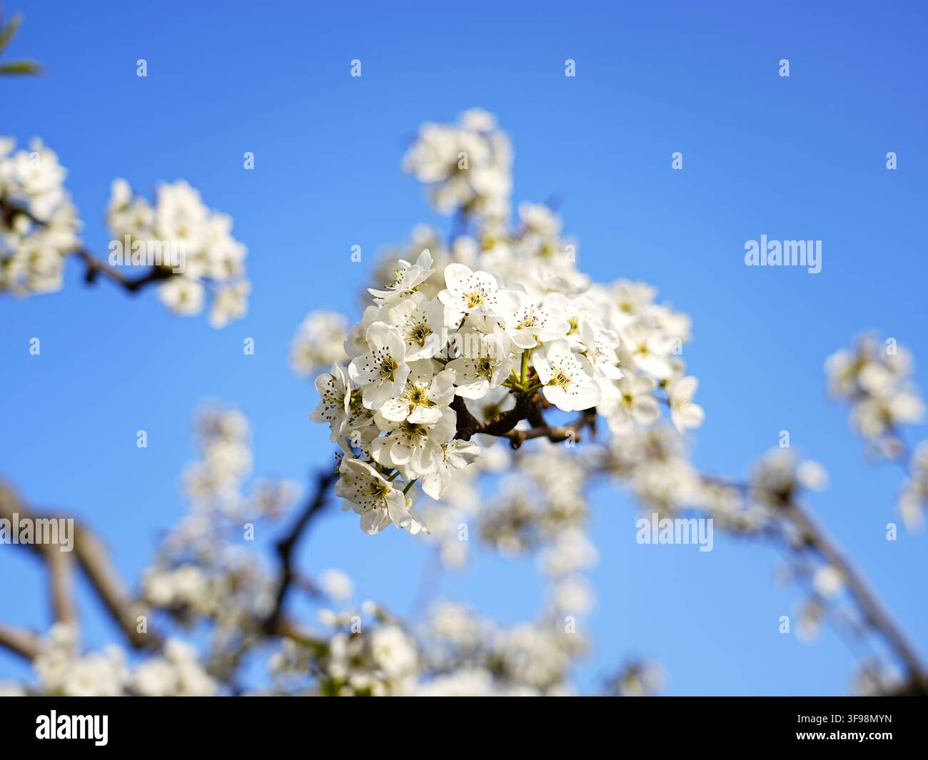Weiße Birnenblüte in voller Blüte im Frühjahr Stockfoto