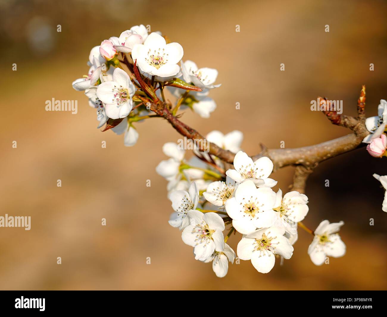 Weiße Birnenblüte in voller Blüte im Frühjahr Stockfoto