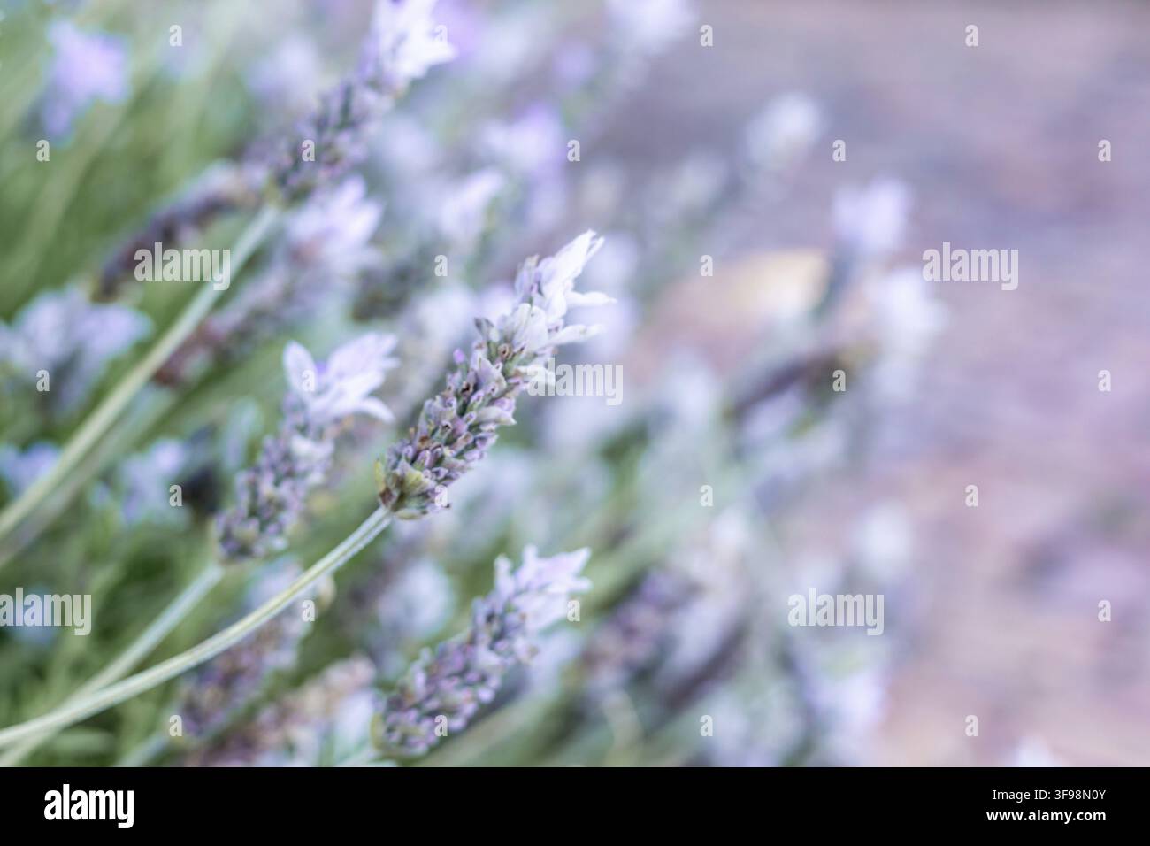 Lavendelpflanzen gedeihen mit lebhaften violetten Blüten, die sich sanft im Frühlingswind wiegen und eine ruhige Gartenatmosphäre schaffen Stockfoto