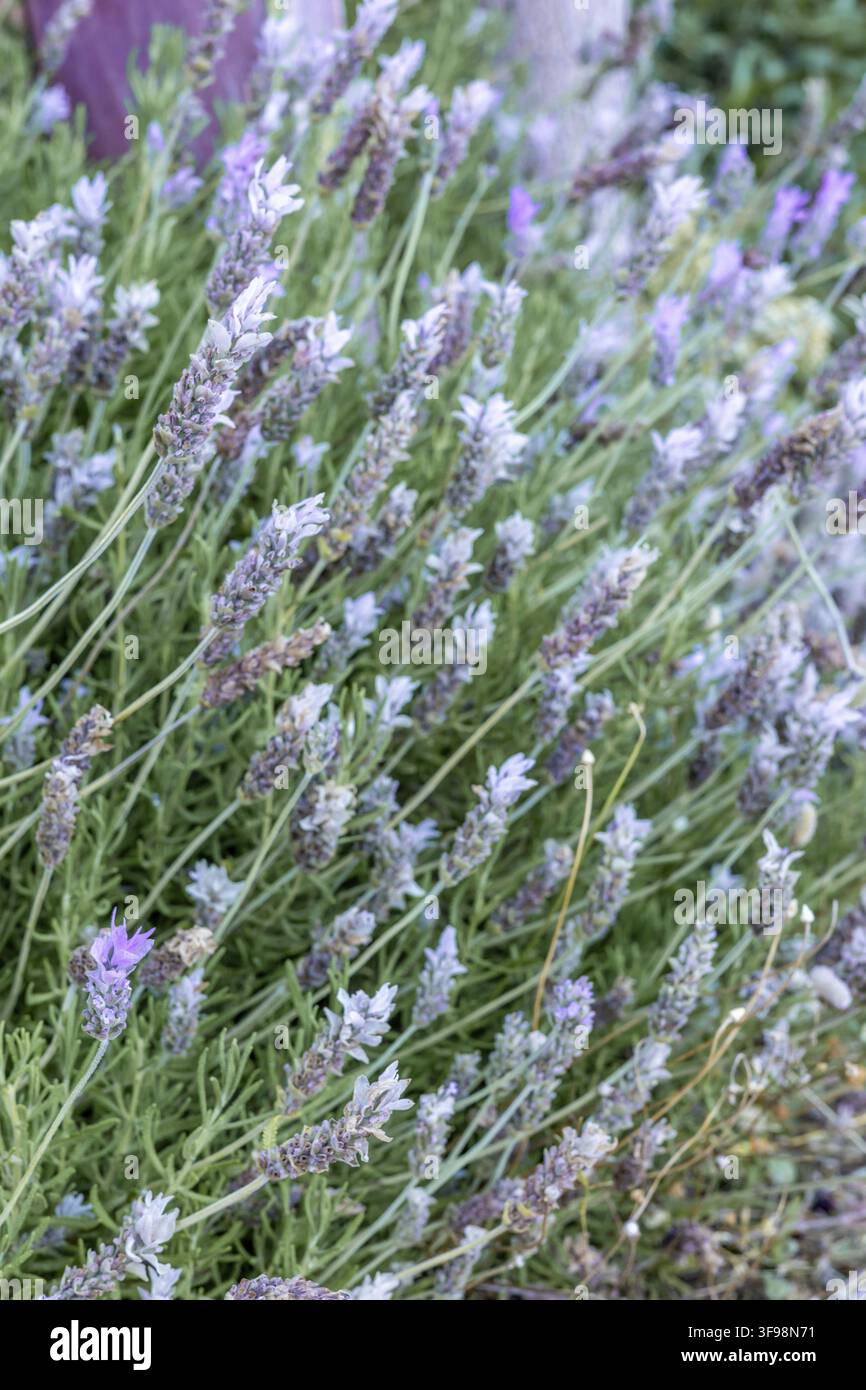 Lavendelpflanzen gedeihen mit lebhaften violetten Blüten, die sich sanft im Frühlingswind wiegen und eine ruhige Gartenatmosphäre schaffen Stockfoto