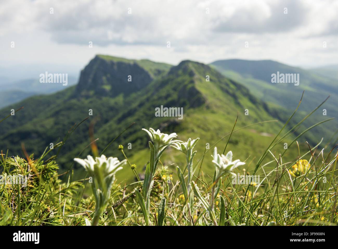 Leontopodium alpinum subsp. nivalis Edelweiß geschützte Blumenart im UNESCO-Biosphärenreservat Kozya Stena, Zentralbalkan, Bulgarien Stockfoto