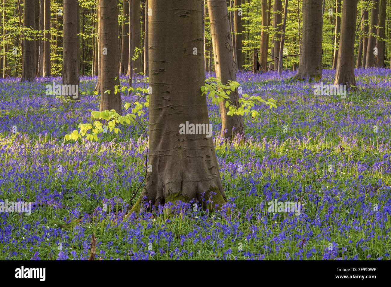 Glockenblumen (Hyacinthoides) im Hallerbos, Waldgebiet, früh blühende Pflanzen, Hallerbos, Halle, Belgien Stockfoto