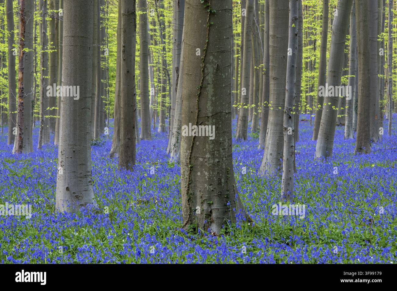 Glockenblumen (Hyacinthoides) im Hallerbos, Waldgebiet, früh blühende Pflanzen, Hallerbos, Halle, Belgien Stockfoto