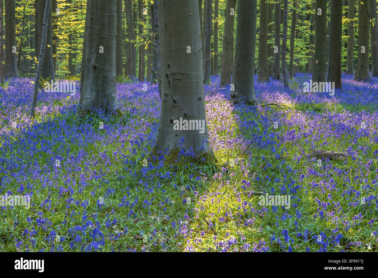 Glockenblumen (Hyacinthoides) im Hallerbos, Waldgebiet, früh blühende Pflanzen, Hallerbos, Halle, Belgien Stockfoto