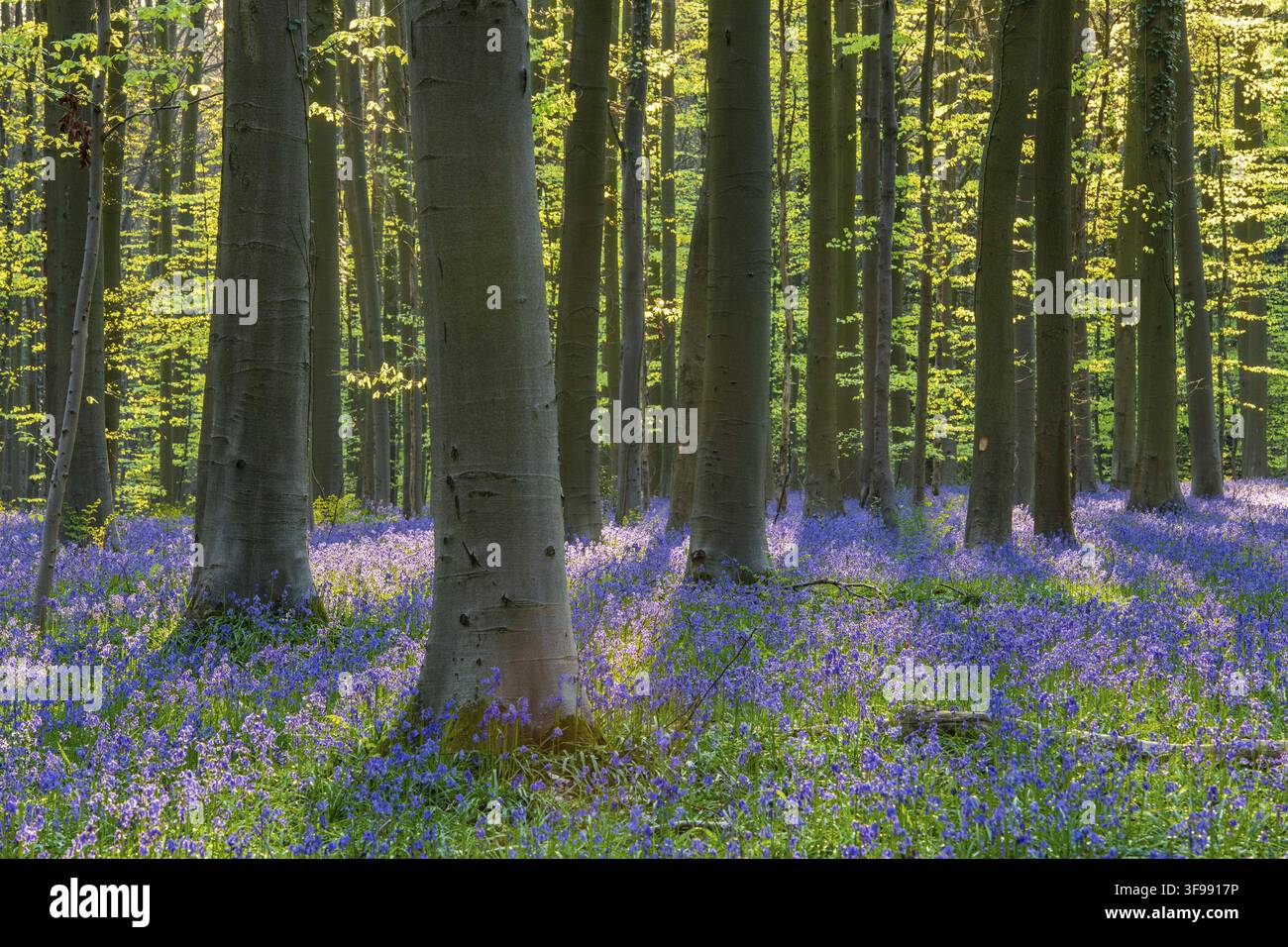 Glockenblumen (Hyacinthoides) im Hallerbos, Waldgebiet, früh blühende Pflanzen, Hallerbos, Halle, Belgien Stockfoto