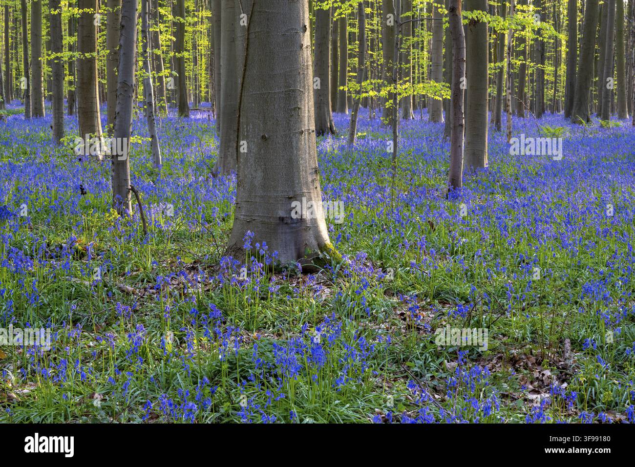 Glockenblumen (Hyacinthoides) im Hallerbos, Waldgebiet, früh blühende Pflanzen, Hallerbos, Halle, Belgien Stockfoto