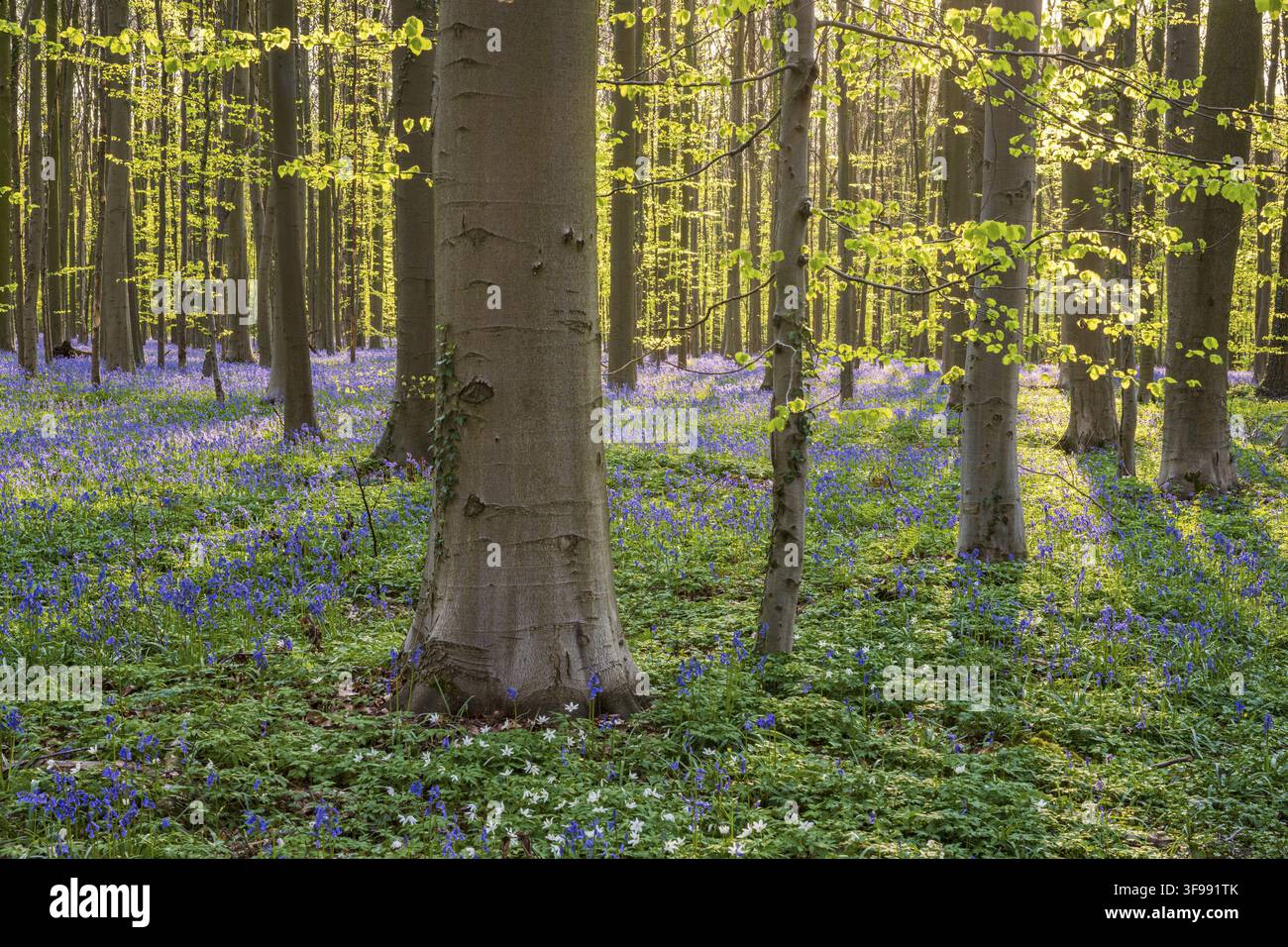 Glockenblumen (Hyacinthoides) im Hallerbos, Waldgebiet, früh blühende Pflanzen, Hallerbos, Halle, Belgien Stockfoto
