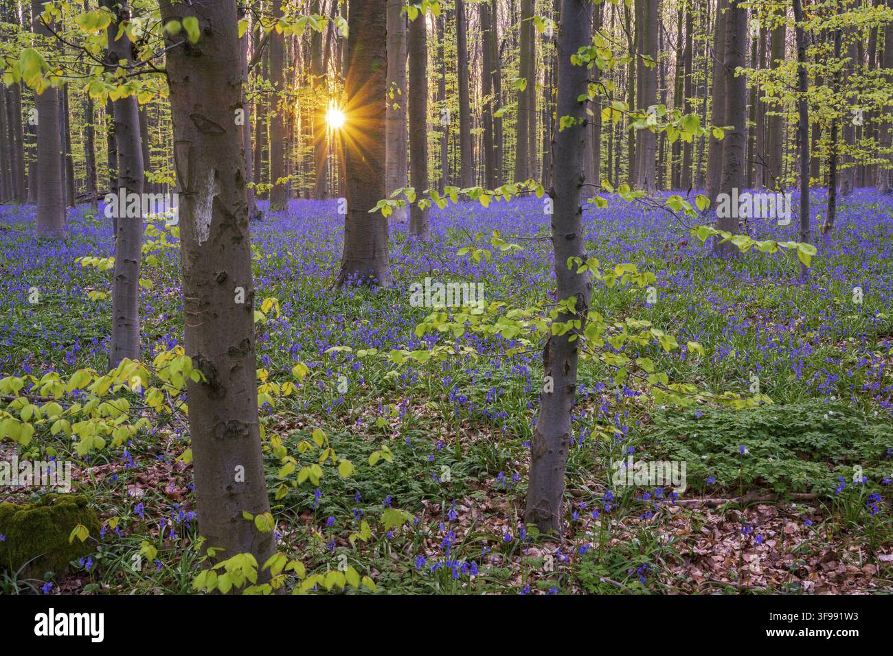 Glockenblumen (Hyacinthoides) im Hallerbos, Waldgebiet, früh blühende Pflanzen, Hallerbos, Halle, Belgien Stockfoto