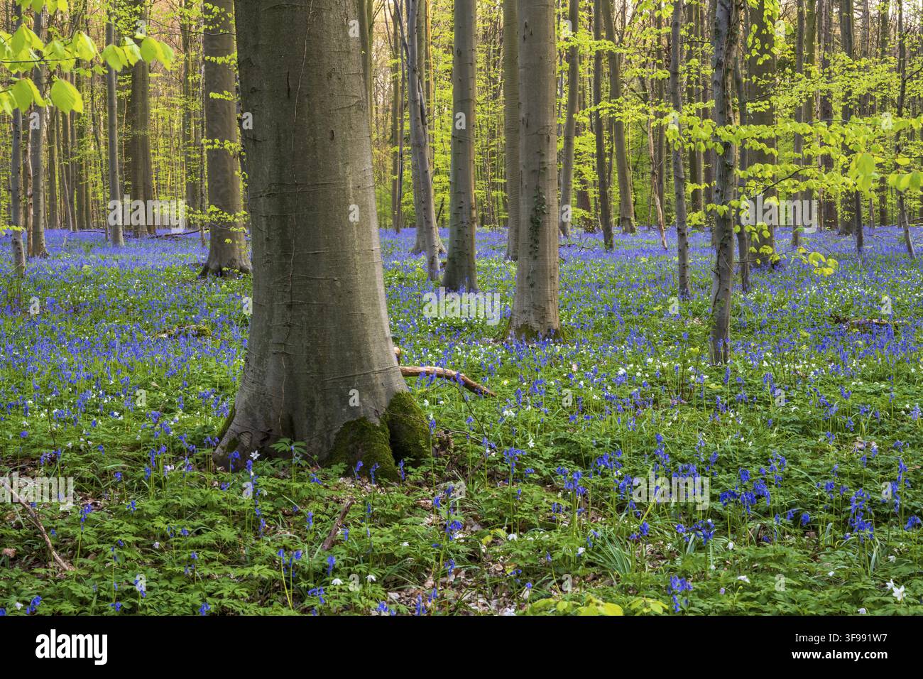 Glockenblumen (Hyacinthoides) im Hallerbos, Waldgebiet, früh blühende Pflanzen, Hallerbos, Halle, Belgien Stockfoto