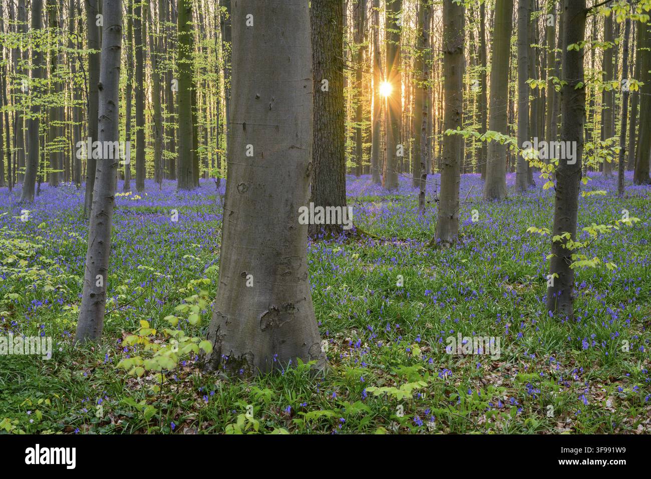 Glockenblumen (Hyacinthoides) im Hallerbos, Waldgebiet, früh blühende Pflanzen, Hallerbos, Halle, Belgien Stockfoto