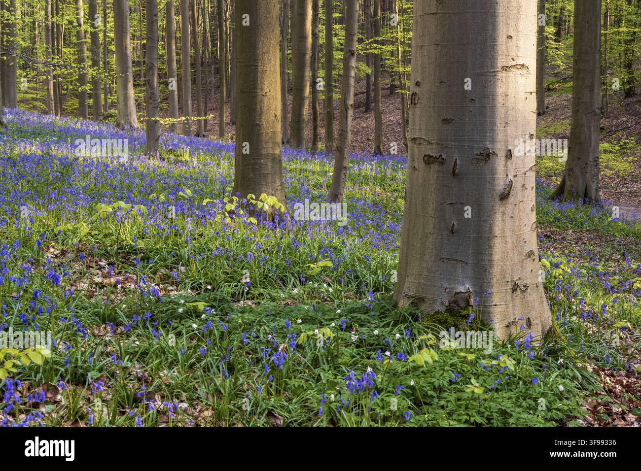 Glockenblumen (Hyacinthoides) im Hallerbos, Waldgebiet, früh blühende Pflanzen, Hallerbos, Halle, Belgien Stockfoto