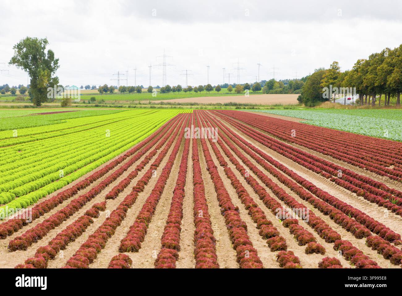 Lammkohl, Lollo bionda und Lollo rossa, Niedersachsen, Deutschland Stockfoto
