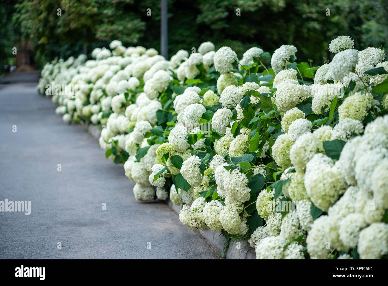 Üppige Hortensiensträucher in voller Blüte während der Sommersaison, bedeckt mit großen duftenden Blütenköpfen Stockfoto