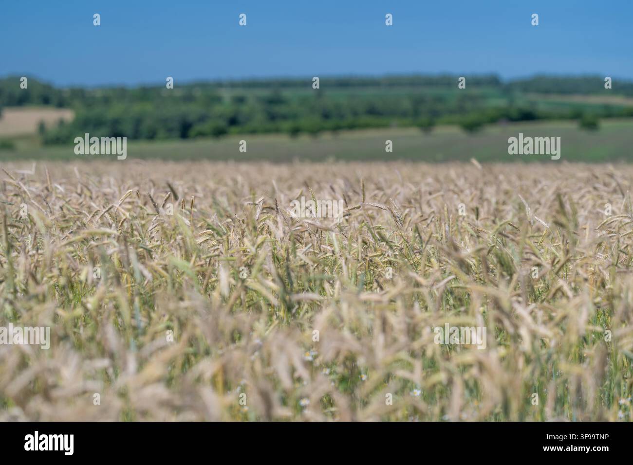 Weizenfelder erstrecken sich, so weit das Auge reicht, und glitzern in der Sonne. Die warme Brise flüstert durch die Felder und zeigt die Fülle der Natur. Stockfoto