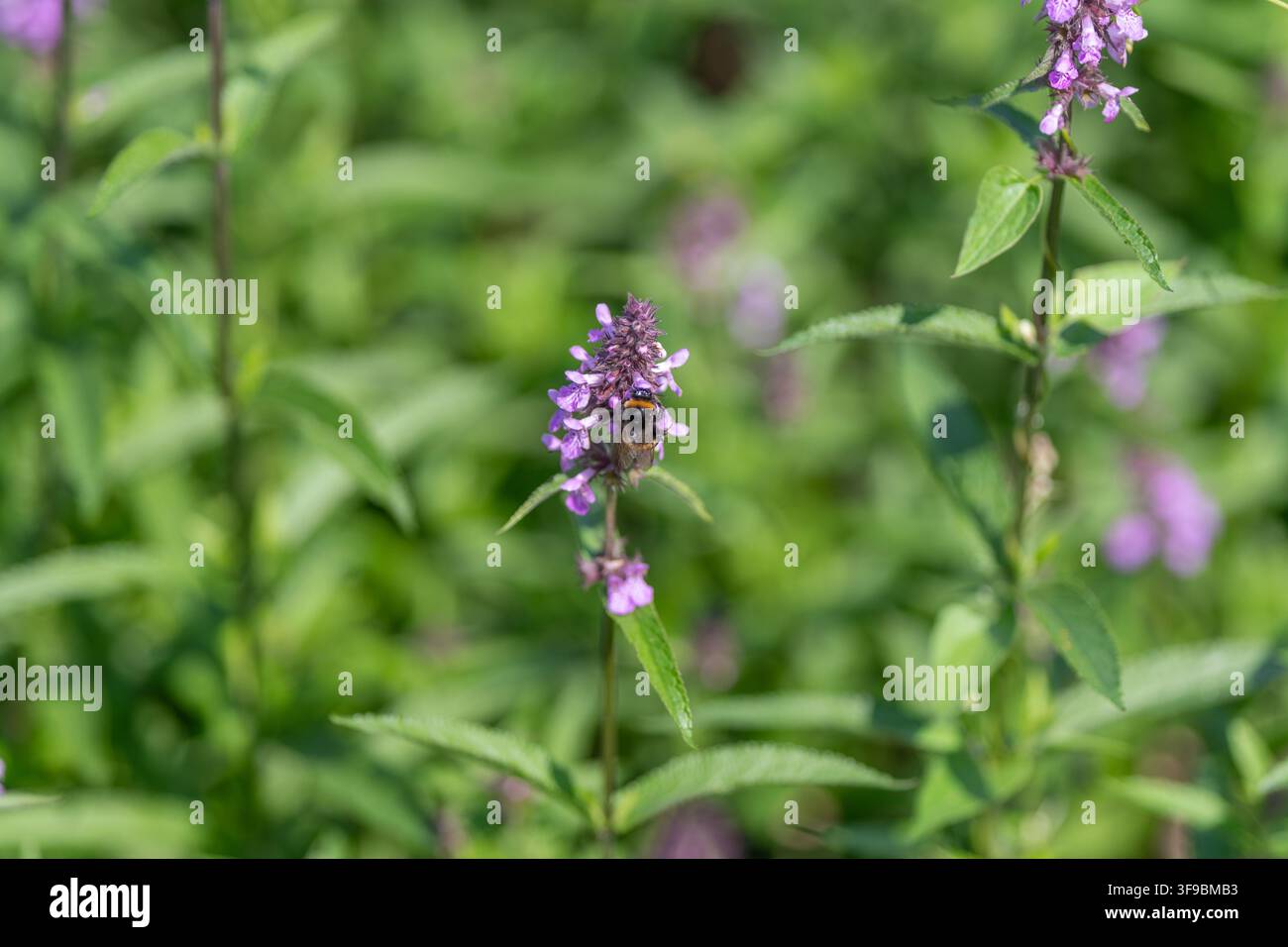 In einem lebendigen Garten fliegt eine Hummel von Blüte zu Blüte und sammelt süßen Nektar von zarten violetten Blüten im warmen Sonnenlicht. Ein Moment des Stockfoto