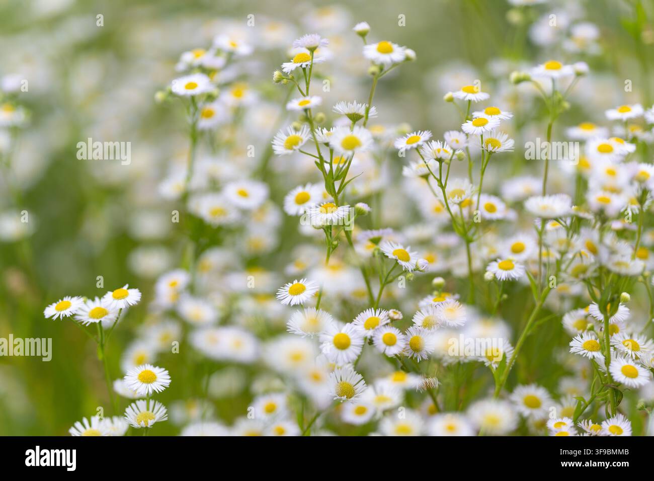 Ein lebendiges Feld voller winziger weißer Gänseblümchen wiegt sich sanft im Wind unter der warmen Sonne. Die Szene fängt die Schönheit des Frühlings und die Freude des N Stockfoto