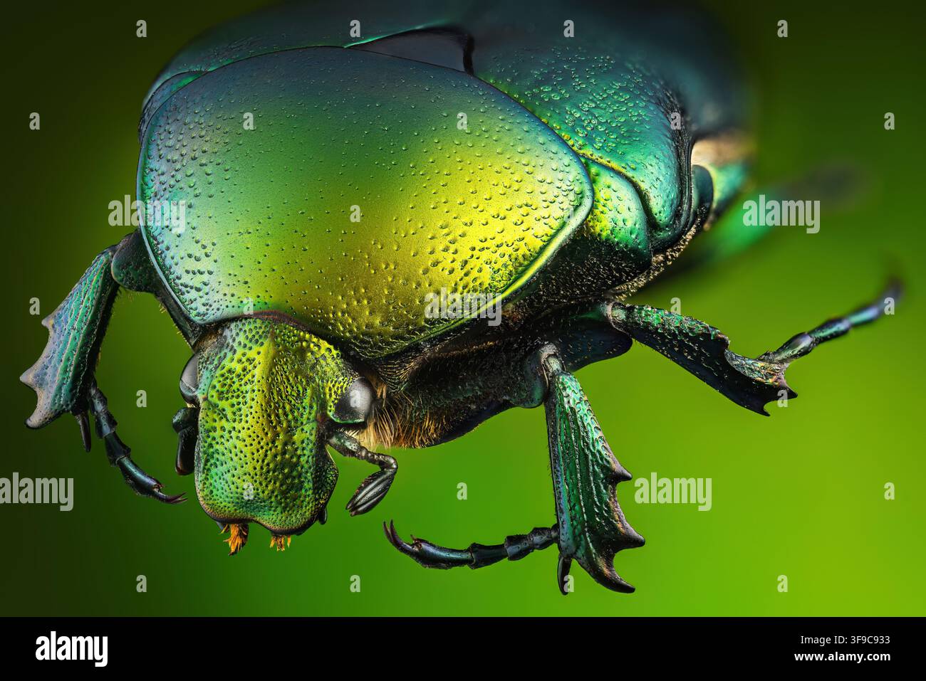 Extrem makroskopische Nahaufnahme eines metallisch grünen Rosenkäfers auf grünem Hintergrund Stockfoto