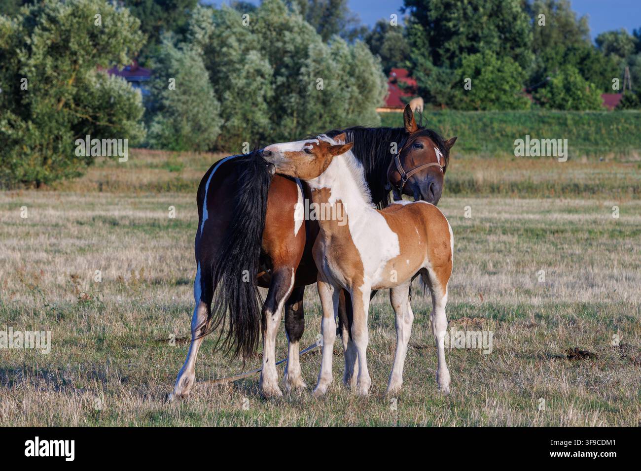 Eine schöne Pinto-Stute mit langem schwarzem Schweif und ihr niedliches Schecken-Fohlen pflegen sich gegenseitig liebevoll in einem sonnigen Sommerweidefeld im goldenen Stockfoto