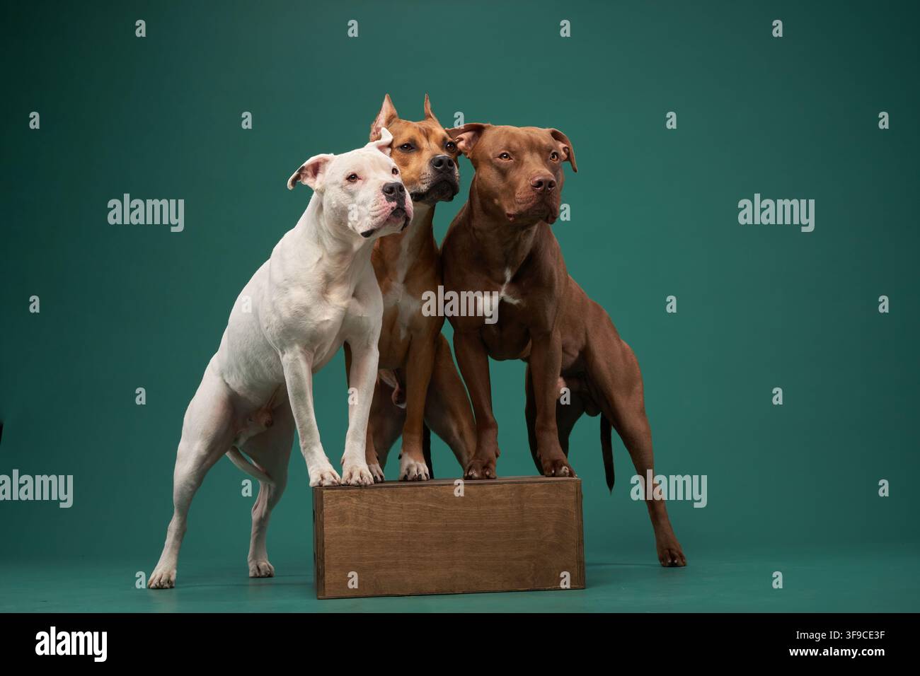 Drei Pitbull-Hunde posieren zusammen auf einer erhöhten Plattform. Die strukturierte Anordnung betont Hierarchiebalance und starke visuelle Präsenz im Studio. Stockfoto